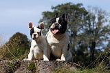 BOULEDOGUE FRANCAIS 899